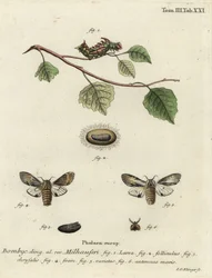 Tawny kiemelkedő lepke, Harpyia milhauseri.
