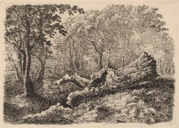 Penészes fatörzs, 1794.