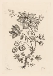 csillag alakú virágok Fleures Baroques (sorozat címe)