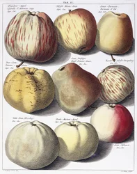 Különféle almák, 1758