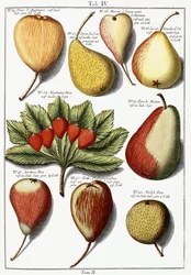 Különféle körtefajták, 1760-1766