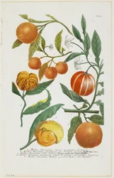 a-e Malus Aurantia stb., Phytanthoza Iconographia, 1735-45
