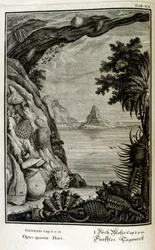 Rézmetszet a 