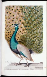 Teljes pompájában látható hím páva, 1763