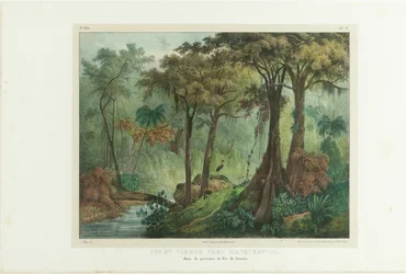 Őserdő Manqueritipa közelében. A „Festői utazás Brazíliában” című műből, 1835.