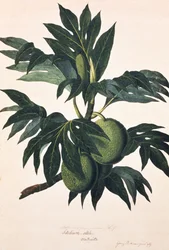 Kenyérgyümölcsfa ága gyümölccsel, 1773 körül (metszet)