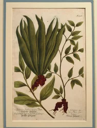 Nagy-galangal (Alpinia galanga), Galanga Indica major és Galanga major, színes metszet