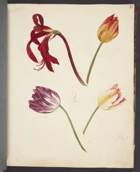 Tulipánok tanulmányozása