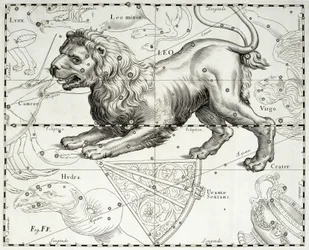 Oroszlán, az Oroszlán állatövi csillagkép, illusztráció Johannes Hevelius (1611-1687) Firmamentum Sobiescianum sive Uranographia című csillagatlaszából, Gdańsk