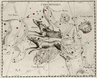 A Canes Venatici csillagkép, vadászkutyák. Johannes Hevelius vagy Hevel (1611-1687) „Firmamentum Sobiescanum sive Uranographia” című táblája