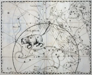 Kis Ursa, a Kis Ursa boreális csillagképe, metszet a Firmamentum Sobiescianum sive Uronographia égi atlaszból, Johann Hevelius (1611-1687), Gdansk