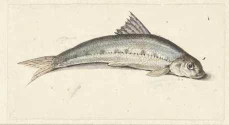 gondola