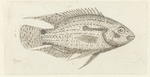 Trópusi halak Chromis epse