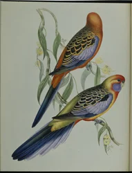 Adelaide papagáj (Platycercus Adelaidiae) (kézzel színezett litho)