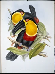 Ariel Toucan (Ramphastos Ariel) (kézzel színezett litó)