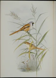 Szakállas cinege (Calamophilus Biarmicus) (kézzel színezett litho)