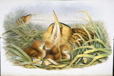 Keserű (Botaurus Stellaris) (kézzel színezett litho)