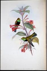 Fekete mellű hegyikolibri (Oreotrochilus Melanogaster)