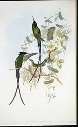 Feketesapkás kolibri (Trochilus polytmus)