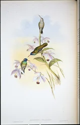 Feketefülű kolibri (Heliopaedica Melanotis) (kézzel színezett litográfia)
