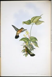 Feketefarkú remete (Glaucis Melanura) (kézzel színezett litho)