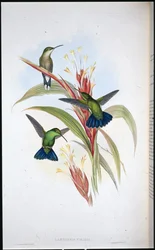 Kékfarkú mangókolibri (Lampornis viridis)