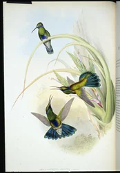 Bolíviai ibolyafül (Petasophora Iolata) (kézzel színezett litho)