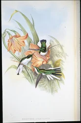Brazil tündér (Heliothrix Auriculatus) (kézzel színezett litho)