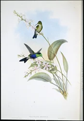 Brazil panopliták (Thalurania Eryphile) (kézzel színezett litho)