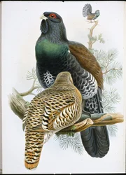 Siketet (Tetrao Urogallus) (kézzel színezett litho)