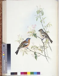 Pink (Fringilla Caelebs) (kézzel színezett tagok)
