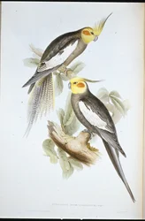 Nimfapapagáj (Nymphicus novaehollandiae)