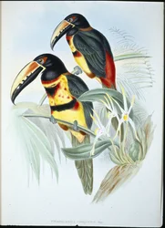 Galléros AracariI (Pteroglossus Torquatus) (kézzel színezett litho)