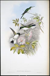 Kolumbiai tündér (Heliothrix Barroti) (kézzel színezett litho)