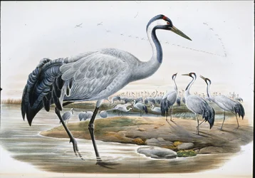 Közönséges daru (Grus Cinerea0 (kézzel színezett litho)