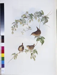Közönséges ökör (Troglodytes Europeus) (kézzel színezett litho)