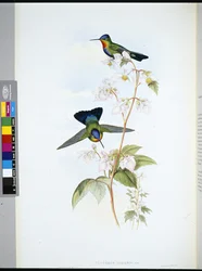 Costa Rica-i kolibri (Panterpeinsignis) (kézzel színezett litho)