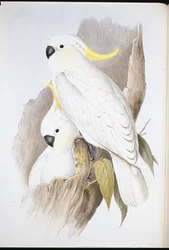 Sárgabóbitás kakadu (Cacatua galerita)