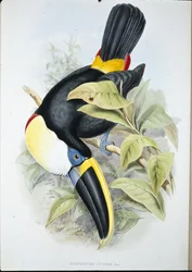 Cuvier tukán (Ramphastos Cuvieri) (kézzel színezett litó)