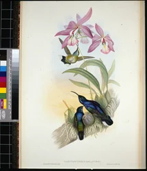 De-Lattre szablyaszárnya (campylopterus Delattrei) (kézzel színezett litho)