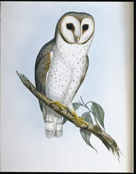 Finom bagoly (Strix Delicatulis) (kézzel színezett litho)