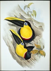 Kétségbeesett tukán (Ramphastos Ambiguus) (kézzel színezett litográfia)