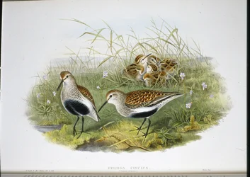 Dunlin (Pelidna Cinclus) (kézzel színezett litó)