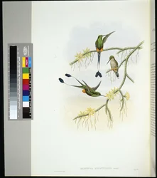 Ecuador ütőfarok (spathura solstitialis) (kézzel színezett litho)