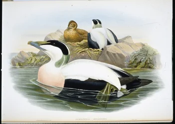 Eder kacsa (Somateria Mollissima) (kézzel színezett litho)