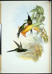 Császárnő kolibri (Eugenia Imperatrix) (kézzel színezett litho)