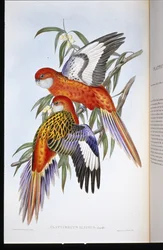 Tüzes papagáj (platycercus ignitus) (kézzel színezett litho)
