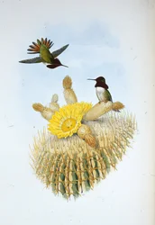 Floresi lánghordozója (Selasphorus floresii) (kézzel színezett litó)