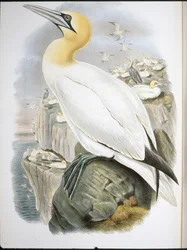 Ganet (Sula Bassana) (kézzel színezett litho)