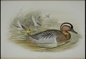 Garganey (Querquedula Circa) (kézzel színezett litho)